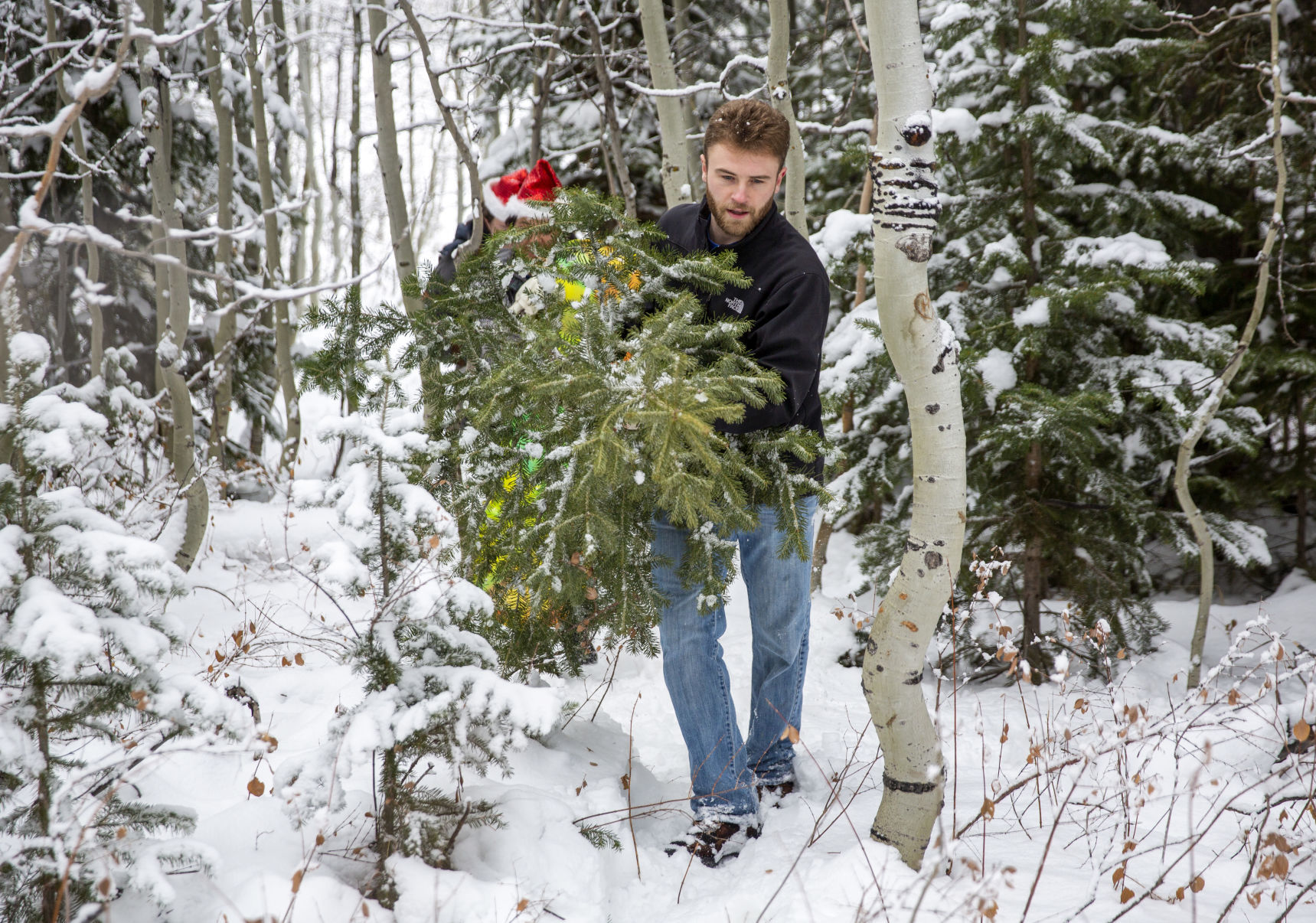 Picking the perfect tree